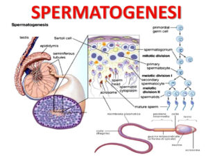 Ricerche Recenti sulle Cause Sottostanti dell'Infertilità Maschile - 1